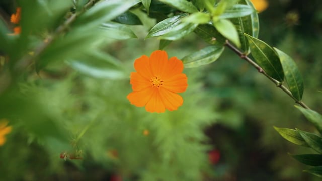 An orange flower