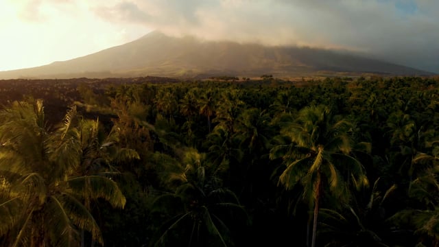 树外的火山