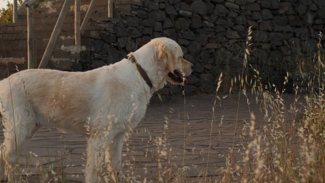 山顶上的金毛寻回犬