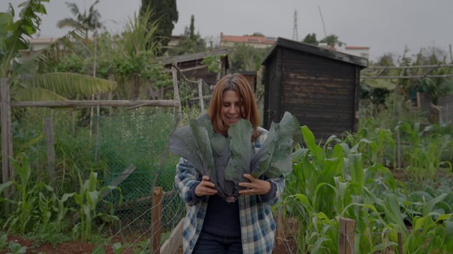 A woman shows a ripe cabbage