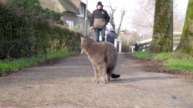 一只狗走近一只猫