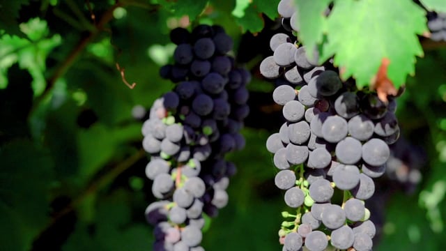 Purple grapes in Italy 