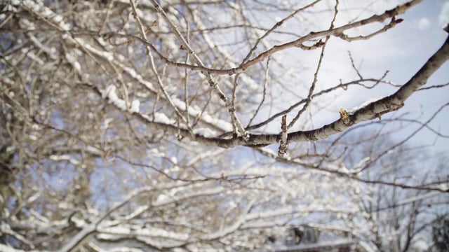 树枝上的雪