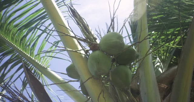 Cerca de cocos verdes