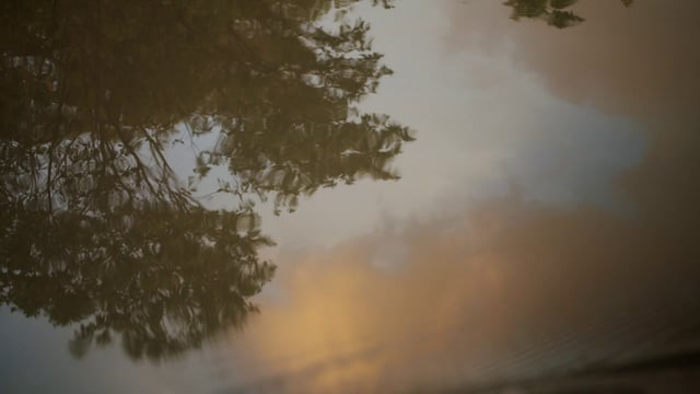 Tree reflection in the water
