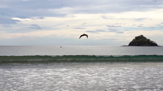 Pelicans flying