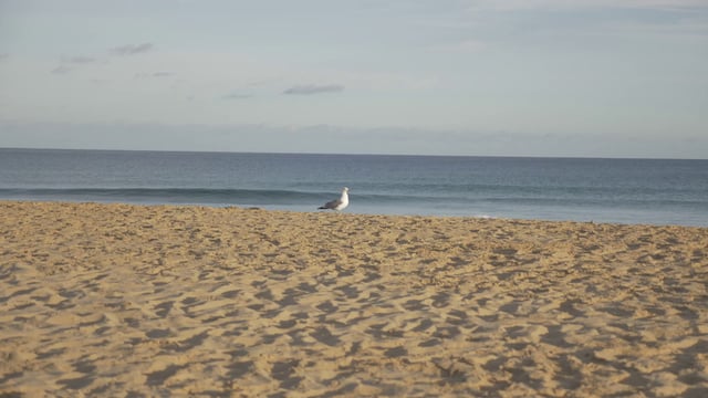 A gull walking along the beach