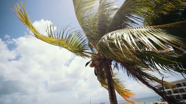Palm tree in the wind