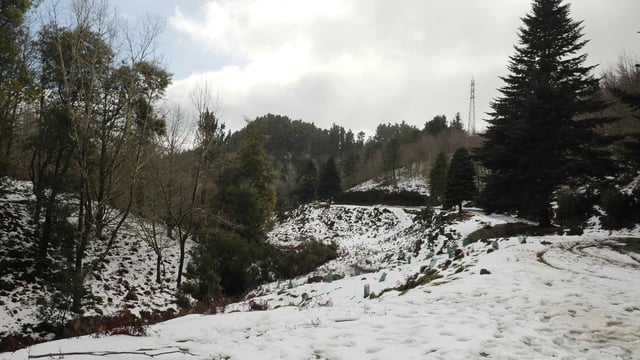 Forest covered in snow
