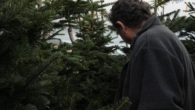 Selecting a Christmas tree