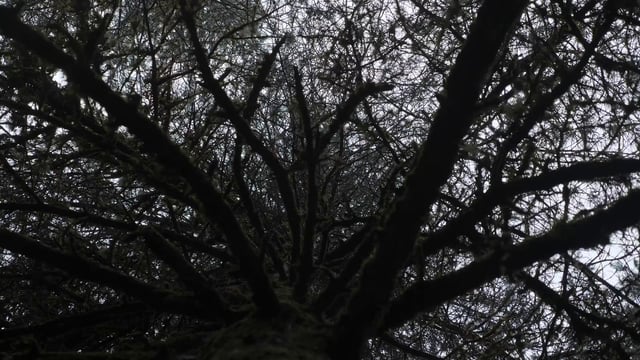 Vista inferior de un árbol alto