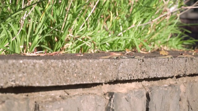 Geckos crawling on a wall 
