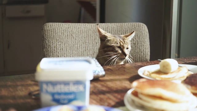 早餐桌上的猫