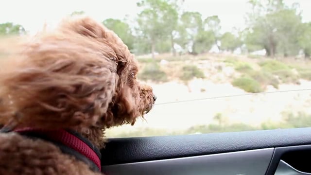 Poodle out of a car window