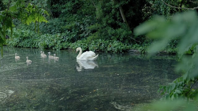 Cisnes adultos y jóvenes nadan en el agua.