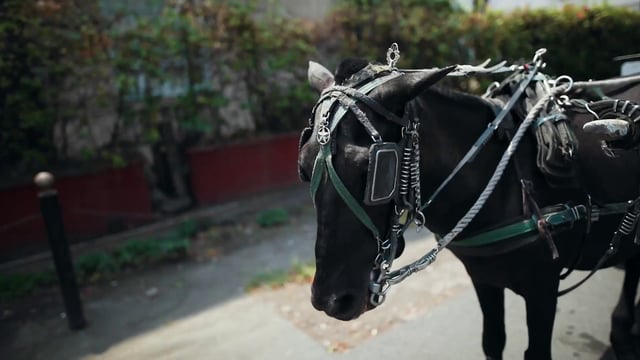 Horse in Manila
