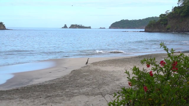 Pájaro, ambulante, en la playa