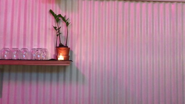 Planta frente a una pared rosa