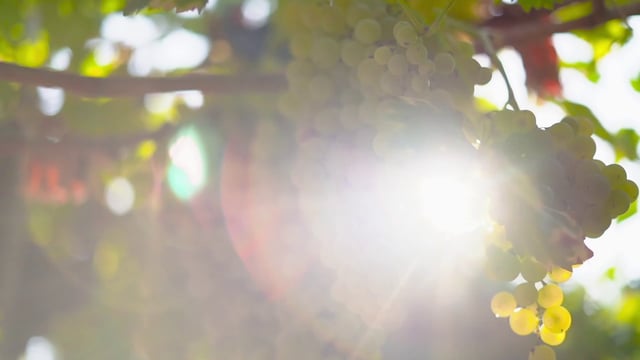 Sol brillando sobre uvas blancas