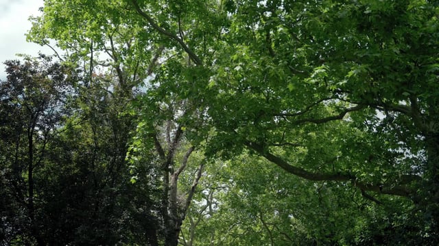 Trees with green leaves in the park
