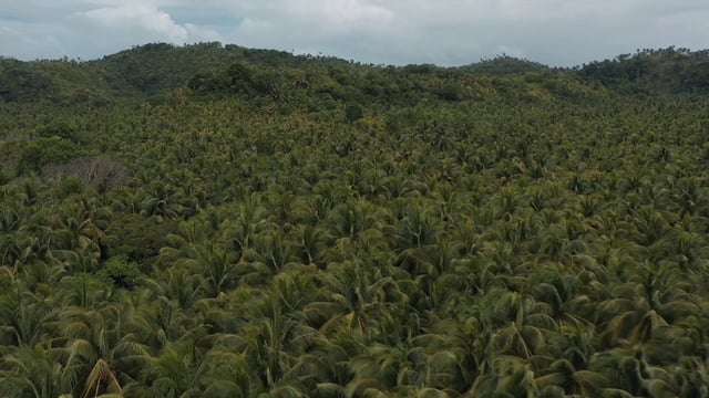 海岸边的棕榈树