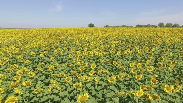 向日葵田