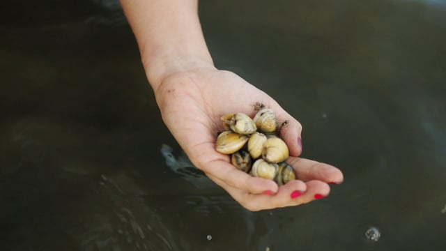 Collecting clams from a river