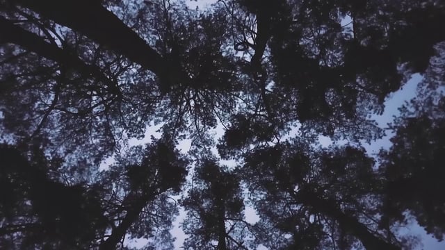 Tall trees