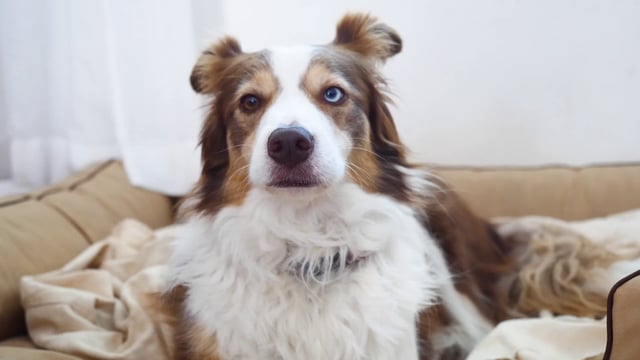 Cute dog 