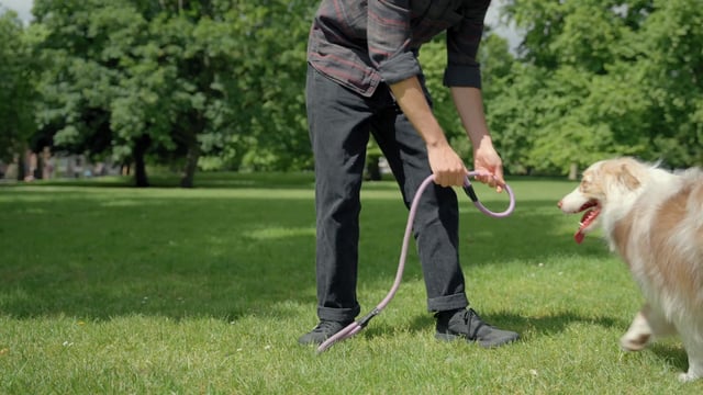 A man puts a leash on his dog
