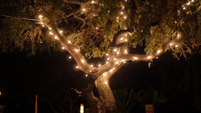 Tree with fairy lights