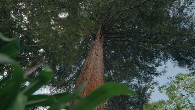 Un árbol alto con un gran tronco.