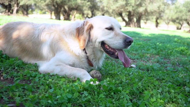 金毛寻回犬和边境牧羊犬