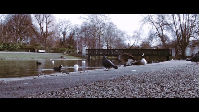Ducks and seagulls in the park