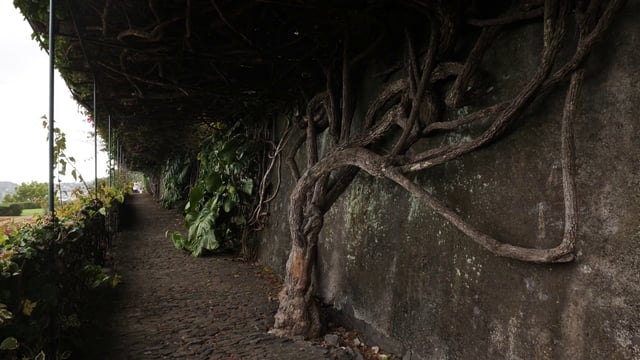 Trees near the wall