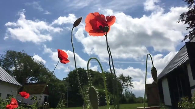Red poppy in the garden 