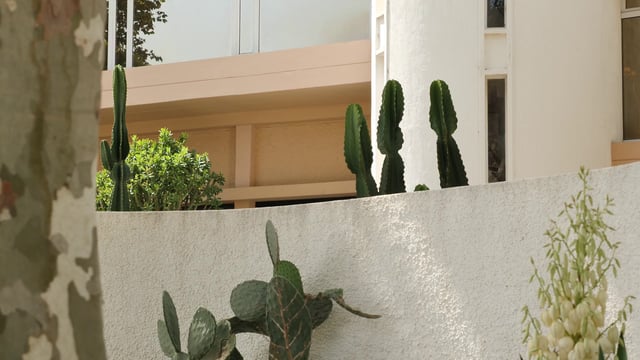 Cacti near a building