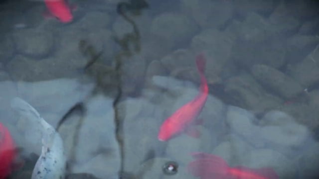 Red fish in a pond