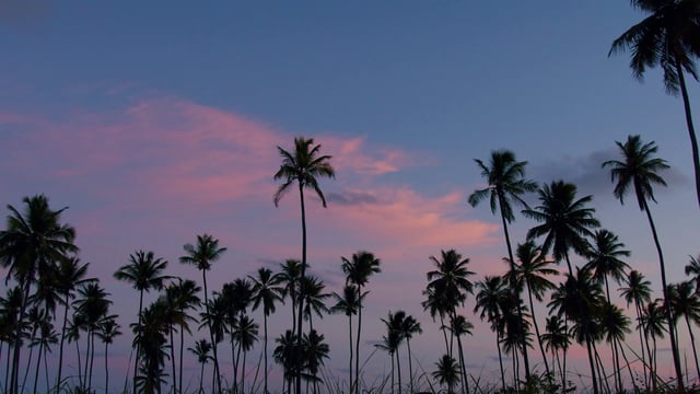Palm trees at twilight