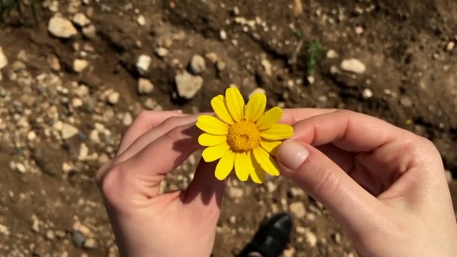 Pulling off the petals from a flower 