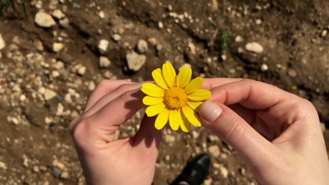 从花上摘下花瓣