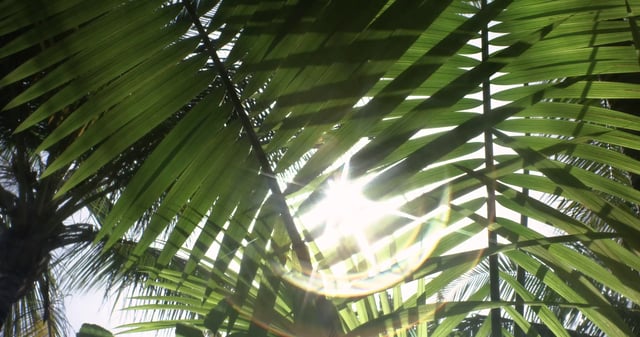 Hoja de planta tropical con llamaradas solares