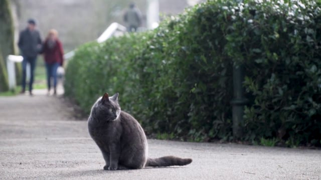 猫坐在街上