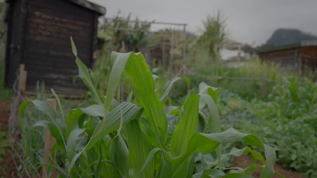 农场里种植的绿色蔬菜