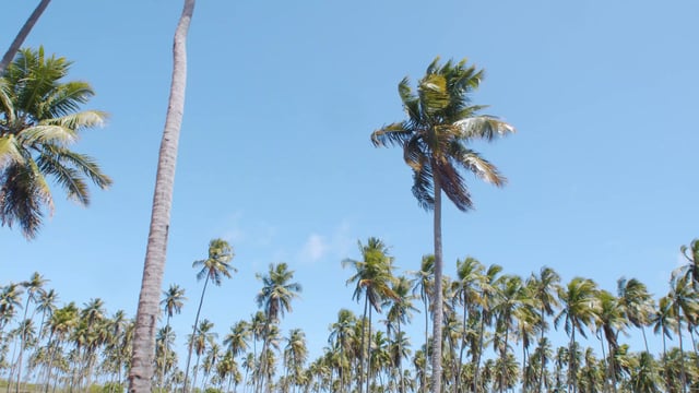 美丽的棕榈树在风中飘扬