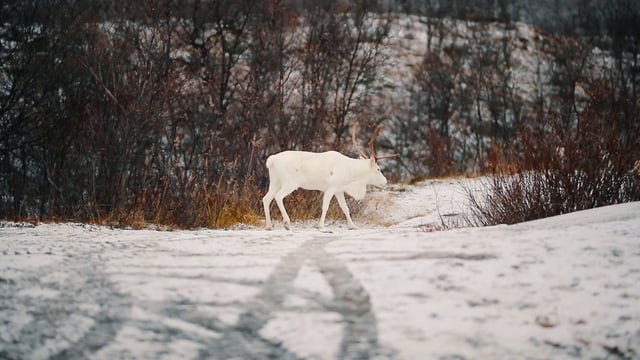 Albino reindeer