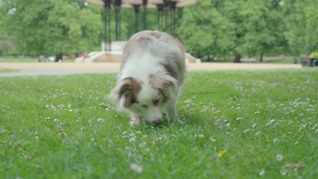 A dog snifiing and scratching its back on the grass
