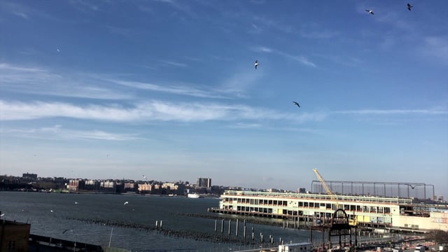 Seagulls flying around