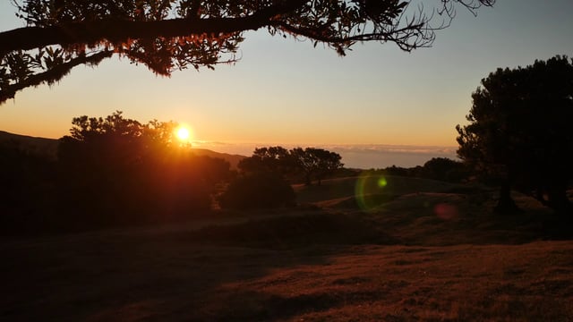 Glade at sunset