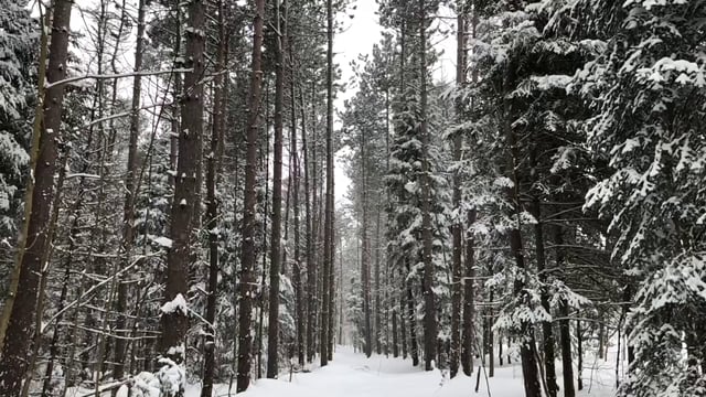 冬季仙境中的雪